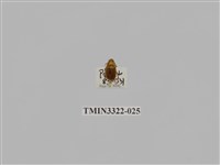 藏品(台灣微條金龜)的圖片